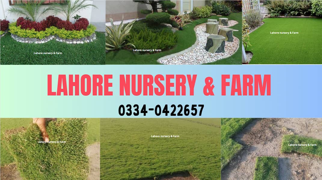 Natual Korean Grass and American Grass and Fine dhaka 0