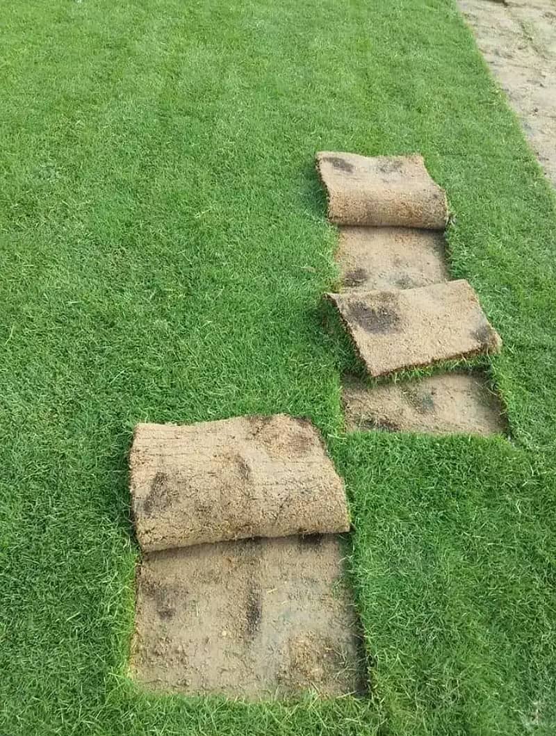 Natual Korean Grass and American Grass and Fine dhaka 3