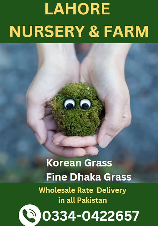 American korean Grass and Fine Dhaka Grass 0