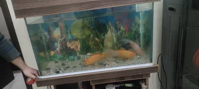 Fish Aquarium with 3 Gold Fish