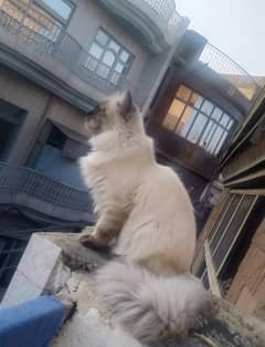 Persian cat/Persian kittens/triple coated/Himalayan cat