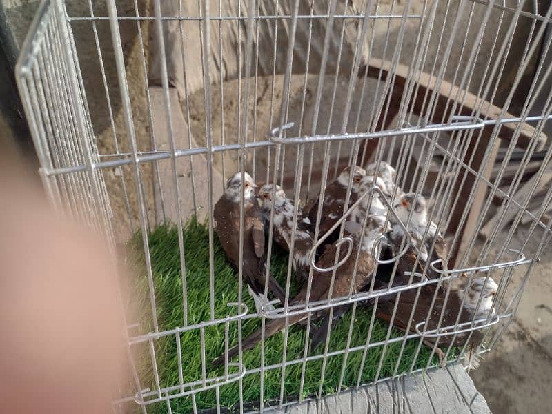 Diamond pied doves for sale 0