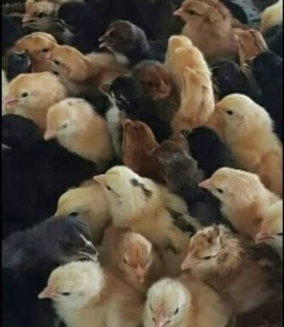 golden misri 5 days chicks for sale broiler chicks also avlb