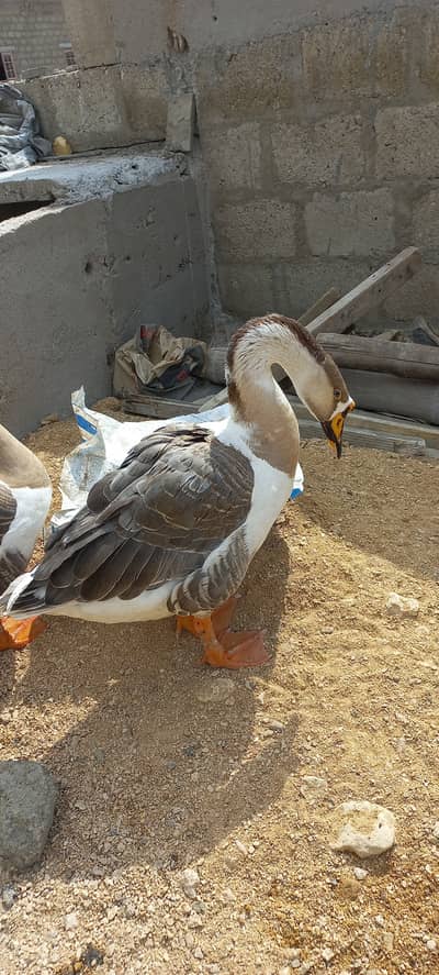 Full Size Hans Duck Pair weight 4kg 03142144405 - Ducks - 1084078072