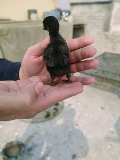 Dragon Aseel, Aseel, Aseel black chicks