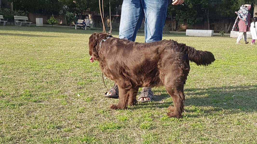 labradore / labradore for sale / labradore Pedigree / labrador female 8