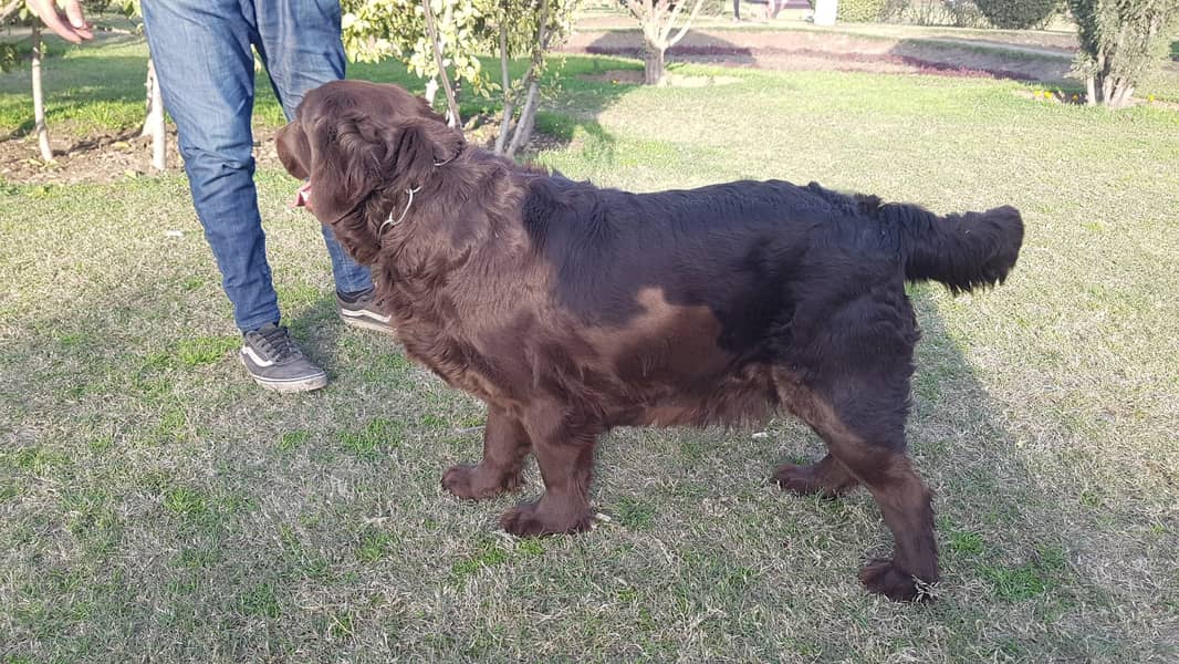 labradore / labradore for sale / labradore Pedigree / labrador female 14