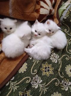0342 8585370 kitten for sale