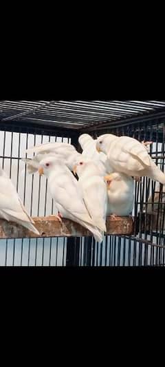 Albino red eye Male without DNA for sale 03009860160 WhatsApp