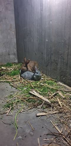 Flemish Gaint Rabbits Pair | 5kg + Breed Bunnies