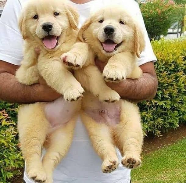 Golden retriever pups 0