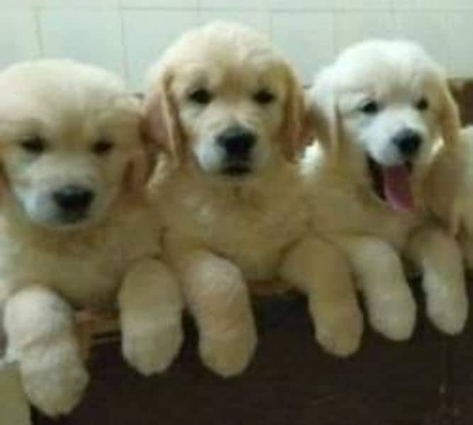 Golden retriever pups 1