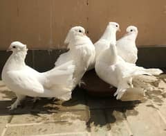 English fantail pigeon white Laka kabootar