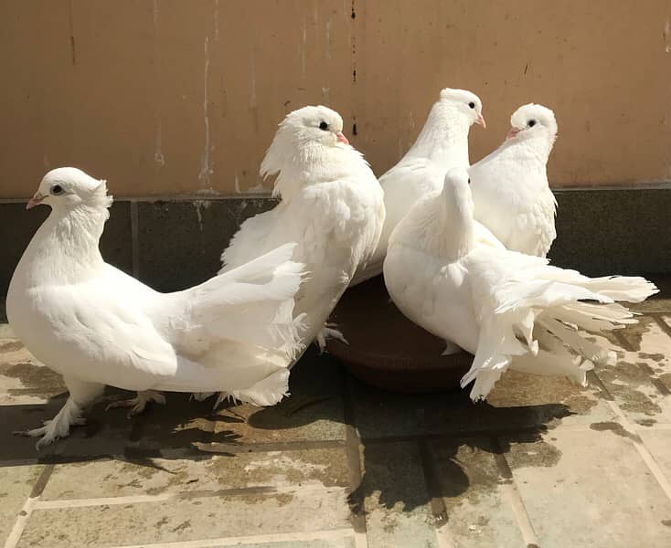 English fantail pigeon white Laka kabootar 0