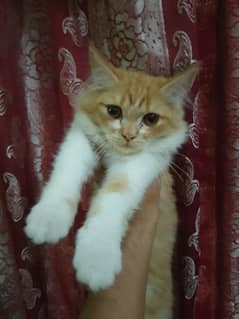 Persian Kitten with Good manners
