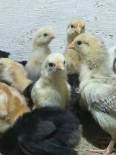 goldren misri chicks  10 day old full vaccined & active