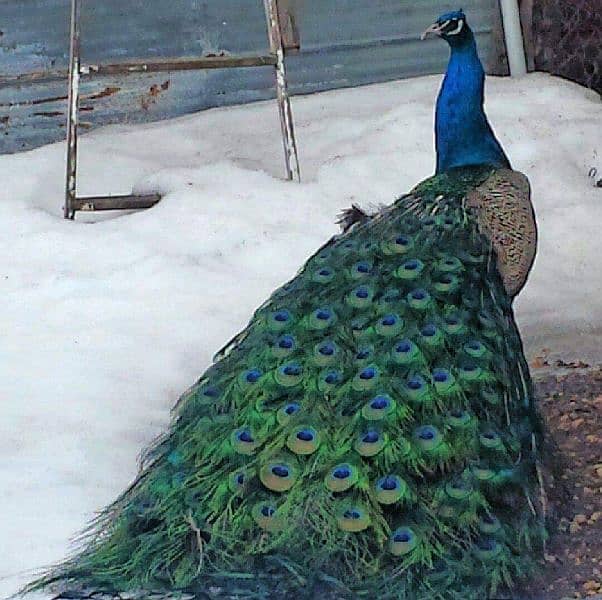 Peacocks available for sale 4