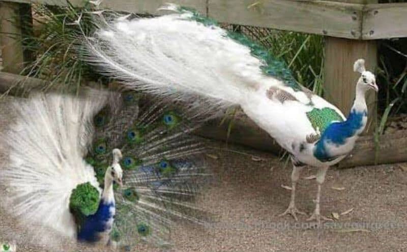Peacocks available for sale 5