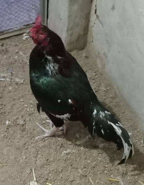 Aseel mianwali murga Breeder Male For Sale 0