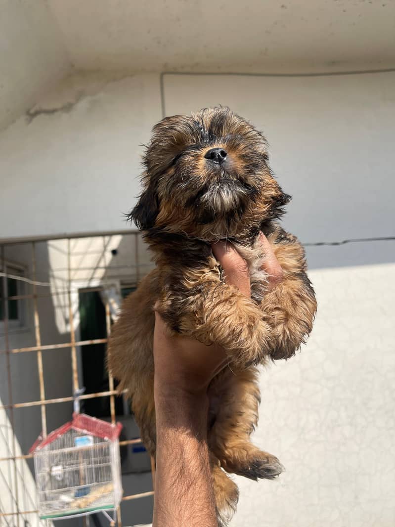 Shitzu puppies for sale / puppy for sale 1