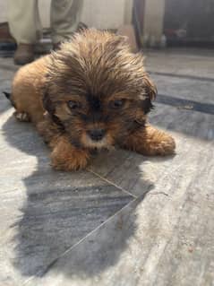 Shitzu puppies for sale / puppy for sale 0