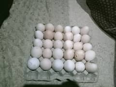 Desi fertile eggs 0