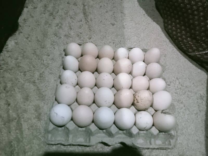Desi fertile eggs 1