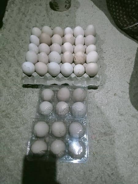 Desi fertile eggs 2