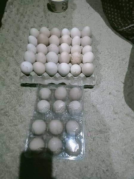 Desi fertile eggs 3