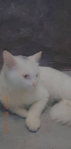 Persian Male Cat Golden Eyes