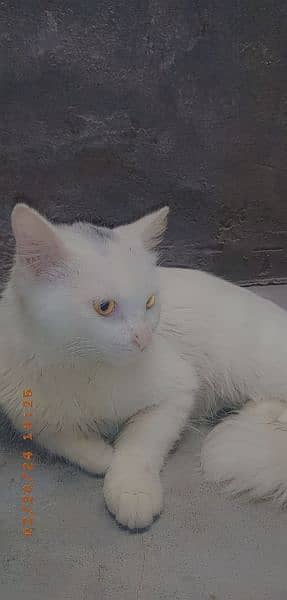 Persian Male Cat Golden Eyes Urgent Sale 0