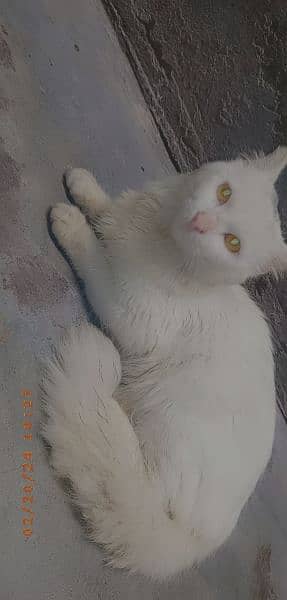 Persian Male Cat Golden Eyes Urgent Sale 1