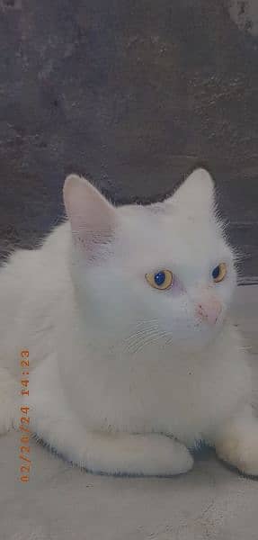 Persian Male Cat Golden Eyes Urgent Sale 2