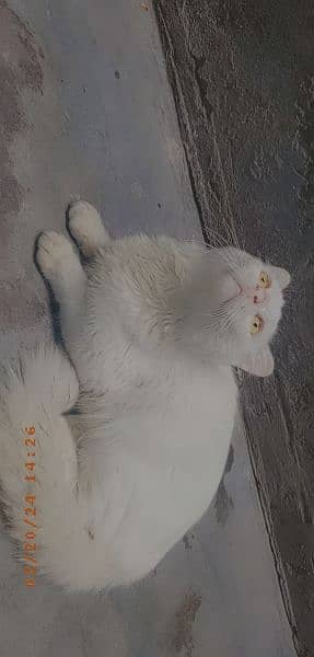 Persian Male Cat Golden Eyes Urgent Sale 3