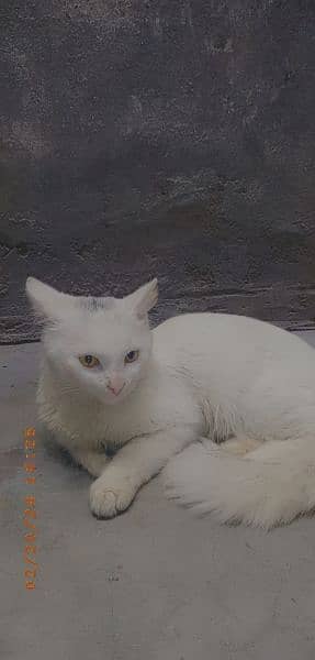 Persian Male Cat Golden Eyes Urgent Sale 4