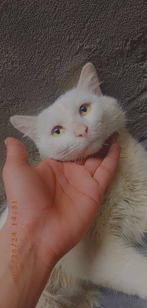 Persian Male Cat Golden Eyes Urgent Sale 5