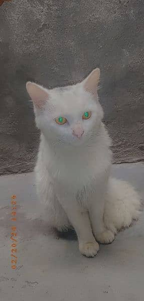 Persian Male Cat Golden Eyes Urgent Sale 6