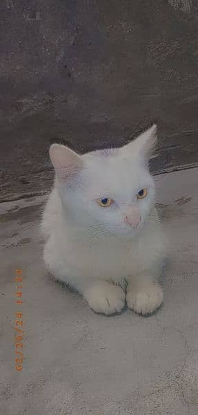 Persian Male Cat Golden Eyes Urgent Sale 7