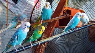 breeder pairs of budgie for sale in hole sale rate
