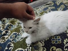 Urgent Sell: 3 month old kitten for sale with tools, Read Description