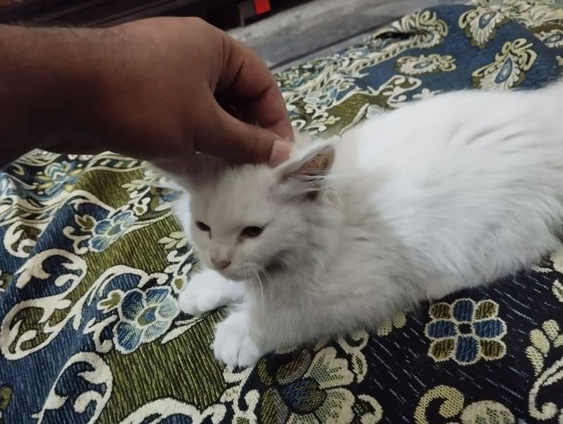 Urgent Sell: 5 month old kitten for sale with tools, Read Description 0