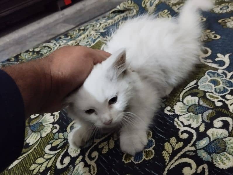 Urgent Sell: 5 month old kitten for sale with tools, Read Description 1