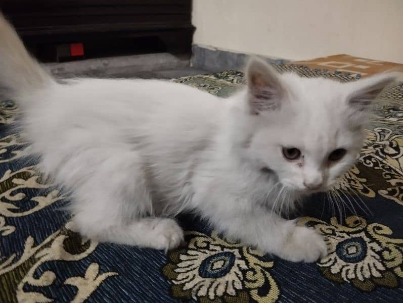 Urgent Sell: 3 month old kitten for sale with tools, Read Description 3