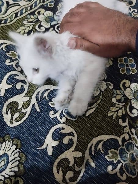 Urgent Sell: 5 month old kitten for sale with tools, Read Description 4