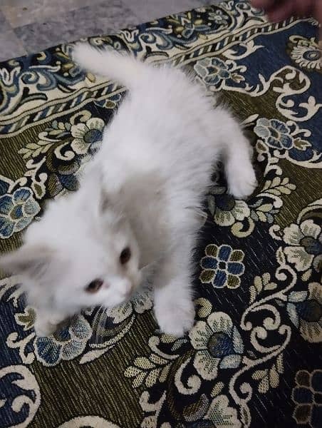Urgent Sell: 3 month old kitten for sale with tools, Read Description 6