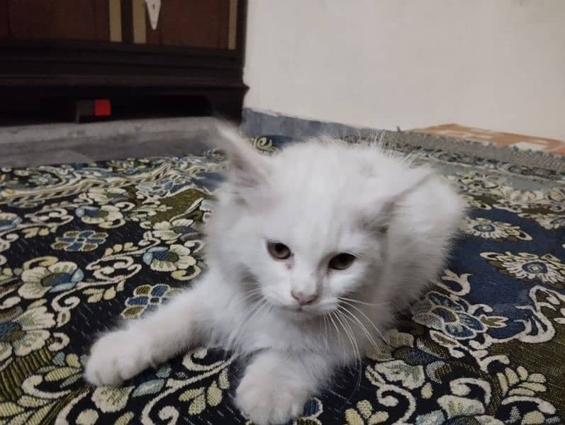 Urgent Sell: 5 month old kitten for sale with tools, Read Description 10