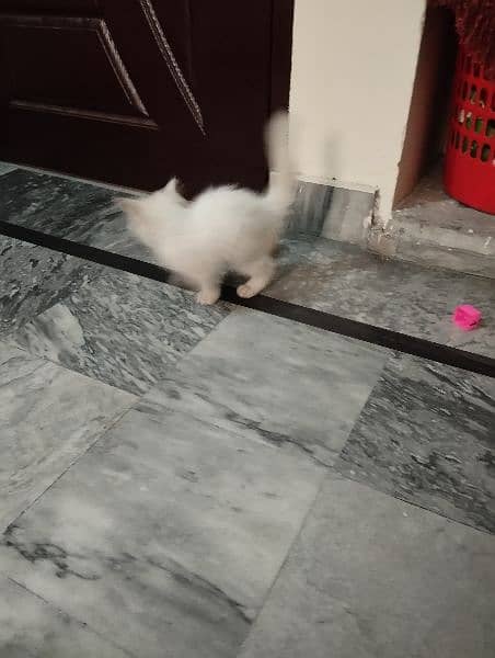 Urgent Sell: 3 month old kitten for sale with tools, Read Description 11