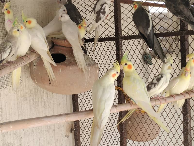 cocktail parrot available 5 to 7 months home breed Good healthy 0