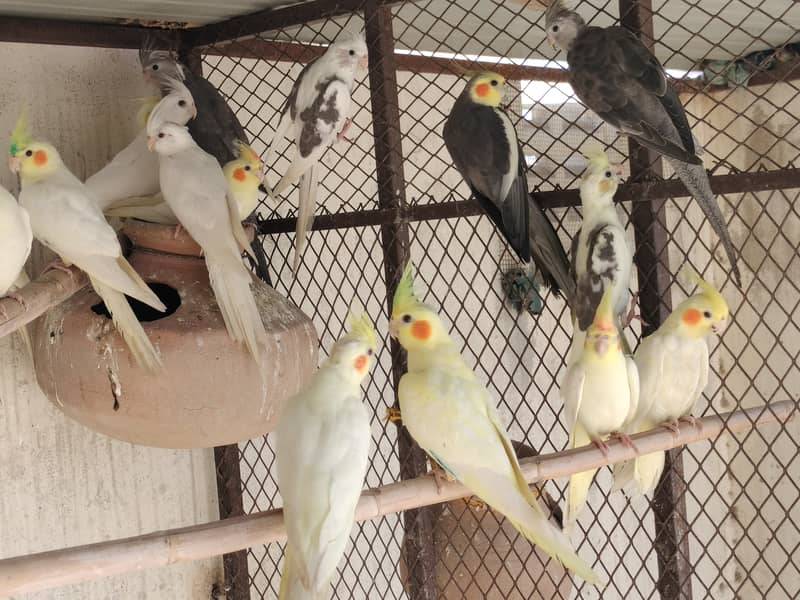 cocktail parrot available 5 to 7 months home breed Good healthy 7