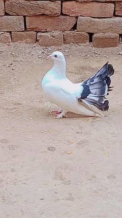 Lucky pigeon Pair